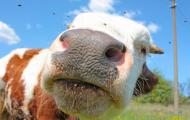 Europe’s ‘Sacred Cow’: Should The Common Agricultural Policy Be Culled?