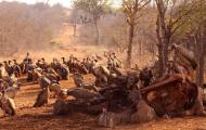 The Economics Of The Illegal Wildlife Trade