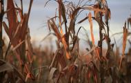Do Biofuels Still Have A Future In The US? – Interview With Jim Lane 
