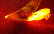 Red Gold