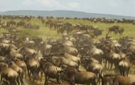 Serengeti Highway Pits Economy vs Eco-System