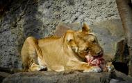 Can The “Wild Beast of Finance” Be Tamed?