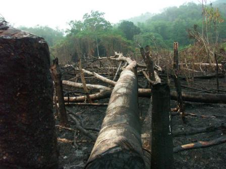 Indonesia Sets A Carbon Time-Bomb Indonesia Sets A Carbon Time-Bomb