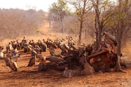 The Economics Of The Illegal Wildlife Trade The Economics Of The Illegal Wildlife Trade