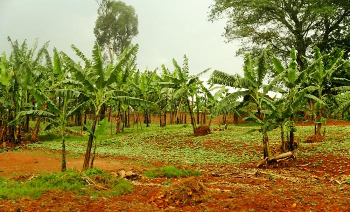 Poor Rwanda farmers have not been able to comply with the 'Green Revolution'.