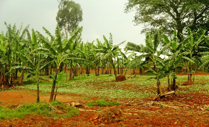 Poor Rwanda farmers have not been able to comply with the 'Green Revolution'. Poor Rwanda farmers have not been able to comply with the 'Green Revolution'.