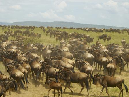 Serengeti Highway Pits Economy vs Eco-System