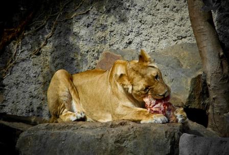 Can The “Wild Beast of Finance” Be Tamed? Can The “Wild Beast of Finance” Be Tamed?