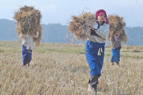 Indian Harvest