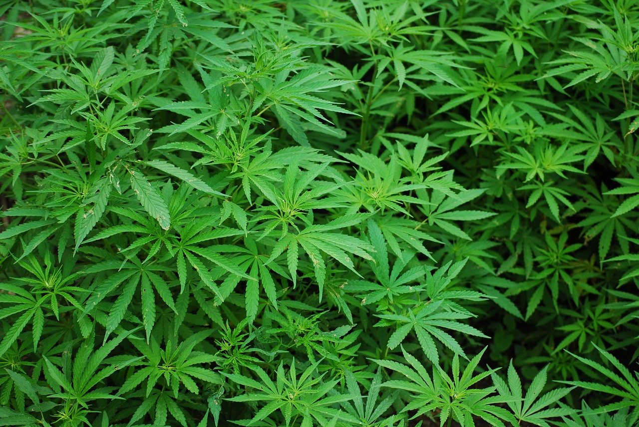 cannabis stocks