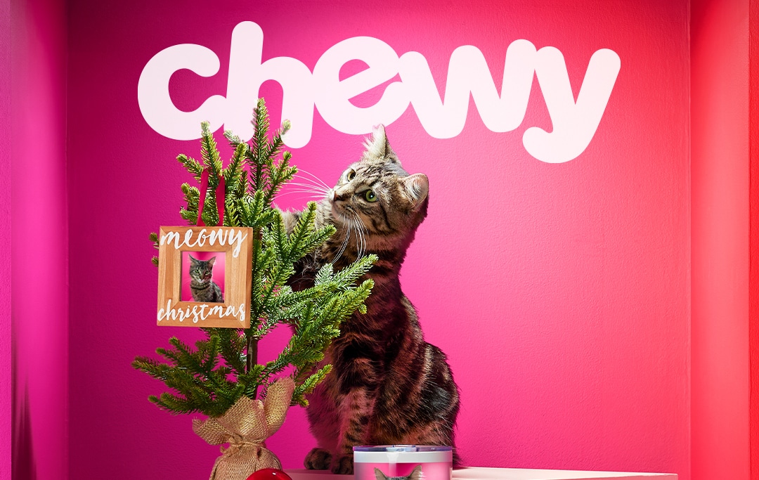 chewy stock forecast