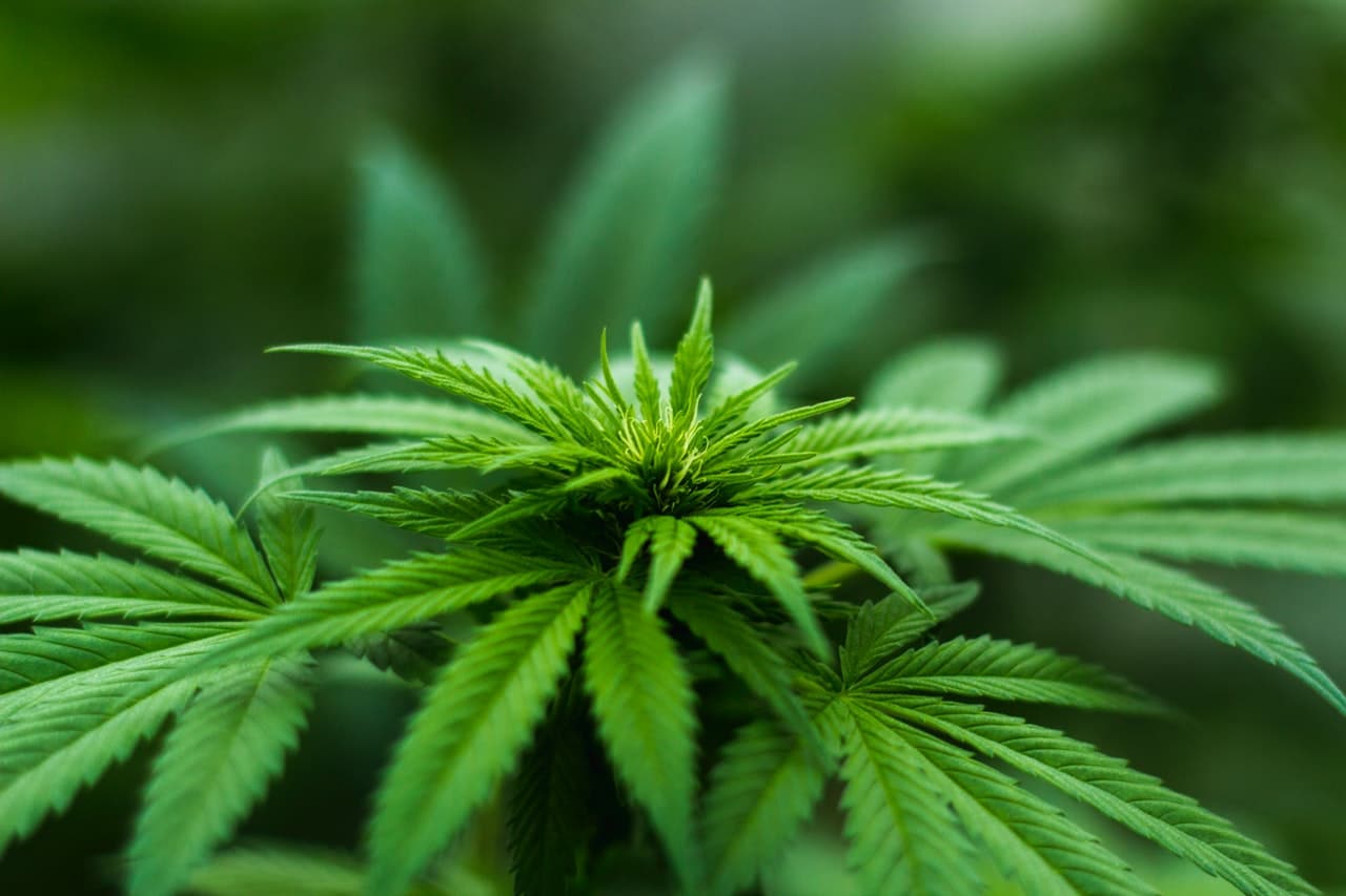 tilray