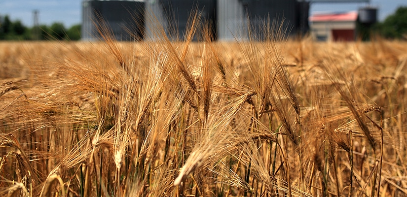 Australia’s United Malt To Be Acquired By France’s InVivo